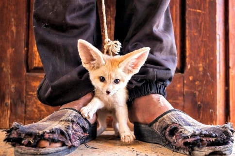 Wildlife φωτογραφίες της χρονιάς που σε ταξιδεύουν