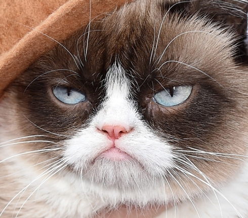 H Grumpy Cat, πρωταγωνίστρια σε Χριστουγεννιάτικη τηλεταινία