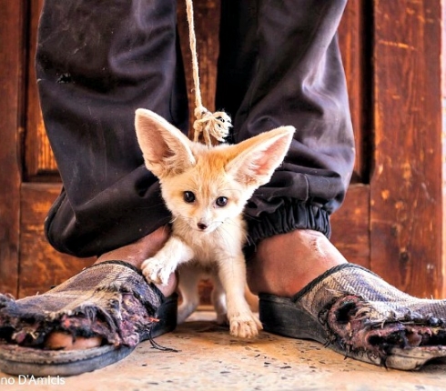 Wildlife φωτογραφίες της χρονιάς που σε ταξιδεύουν