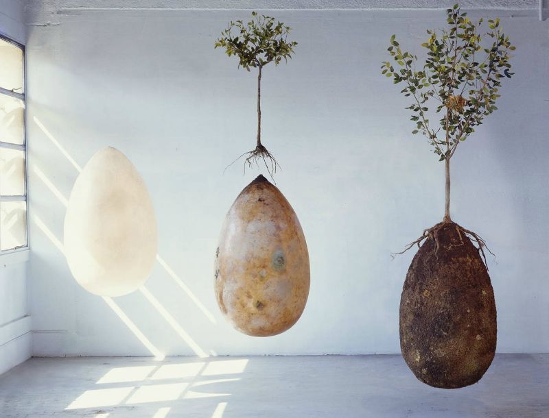 Capsula Mundi: Όταν πεθάνω θα γίνω δέντρο Capsula Mundi: Όταν πεθάνω θα γίνω δέντρο