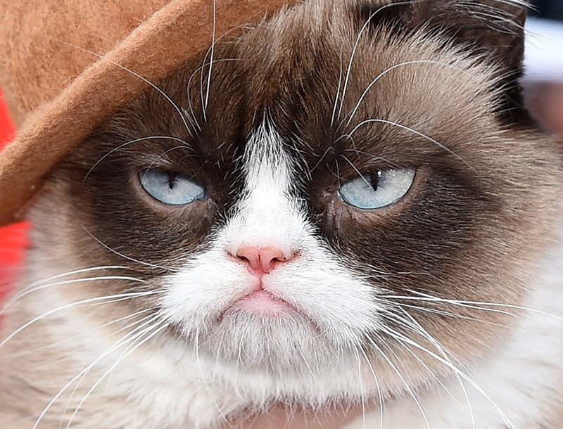 H Grumpy Cat, πρωταγωνίστρια σε Χριστουγεννιάτικη τηλεταινία H Grumpy Cat, πρωταγωνίστρια σε Χριστουγεννιάτικη τηλεταινία