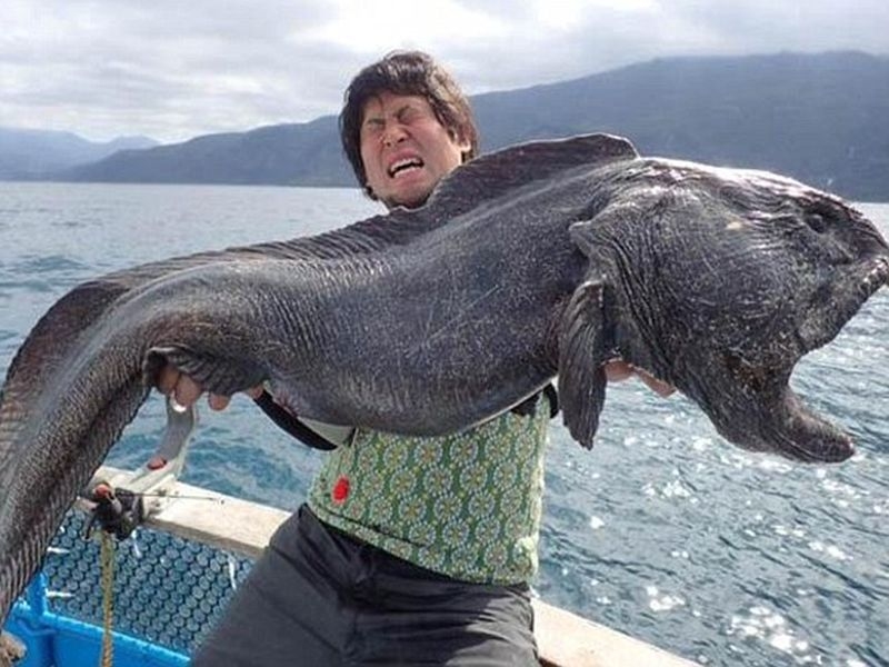 Photoshop ή μετάλλαξη; Η viral φωτογραφία με το τέρας της Φουκουσίμα! Photoshop ή μετάλλαξη; Η viral φωτογραφία με το τέρας της Φουκουσίμα!