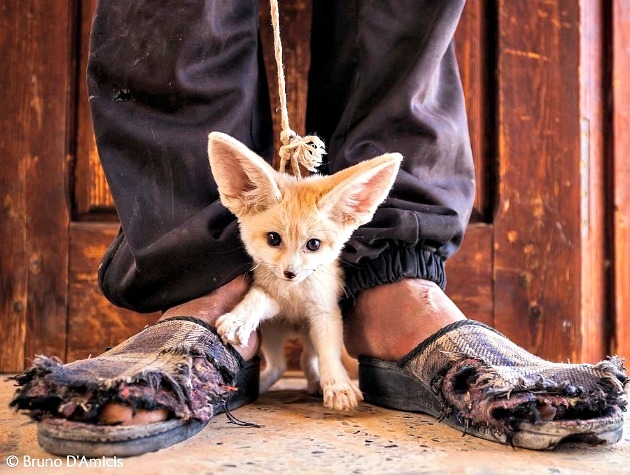 Wildlife φωτογραφίες της χρονιάς που σε ταξιδεύουν